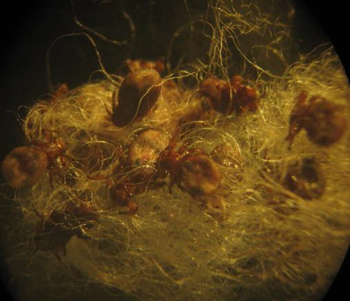 Рис. 6. Melophagus ovinus в шерсти овцы